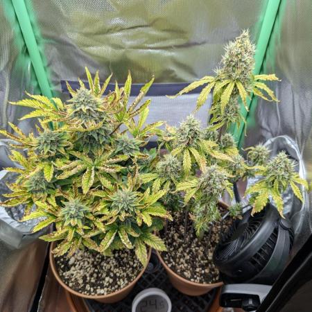 Sauvignon Blanc & Auto Skywalker Haze