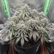 Mexican Sativa on 40x40cm