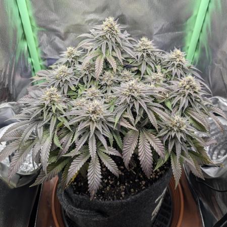 Mexican Sativa on 40x40cm