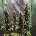 mainlining Jack Herer on 40x40cm