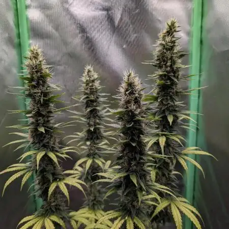 mainlining Jack Herer on 40x40cm