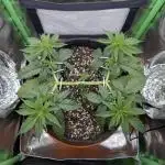 mainlining Jack Herer on 40x40cm