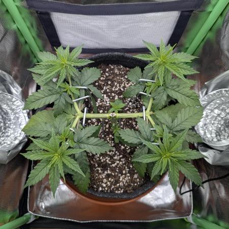 mainlining Jack Herer on 40x40cm