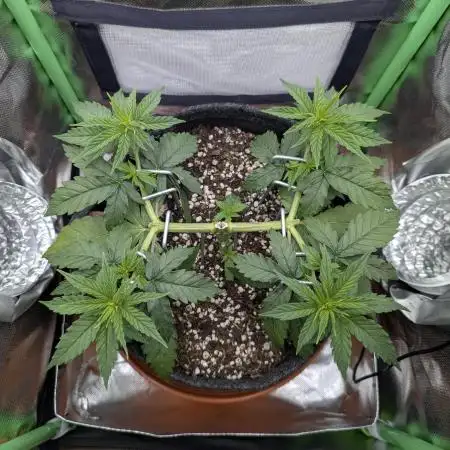 mainlining Jack Herer