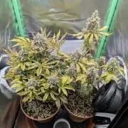 Sauvignon Blanc & Auto Skywalker Haze