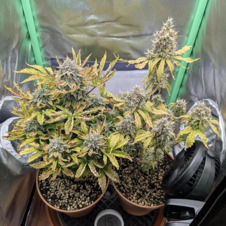 Sauvignon Blanc & Auto Skywalker Haze