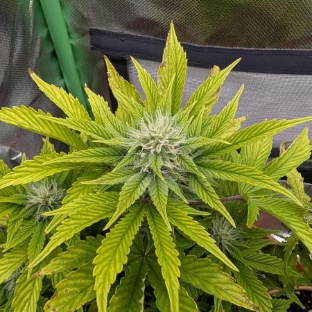 Sauvignon Blanc & Auto Skywalker Haze