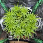 Mini-ScrOG on 40cm x 40cm (Shaman by DP)