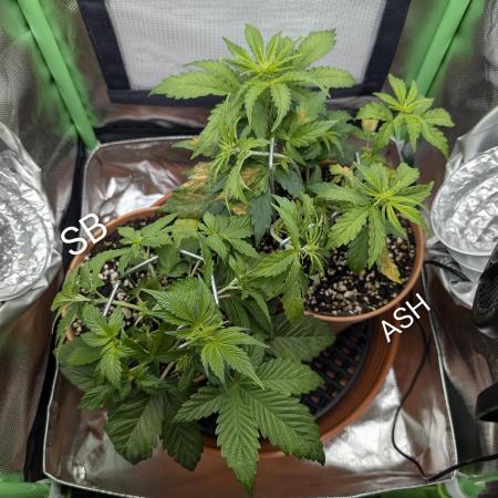 Sauvignon Blanc & Auto Skywalker Haze