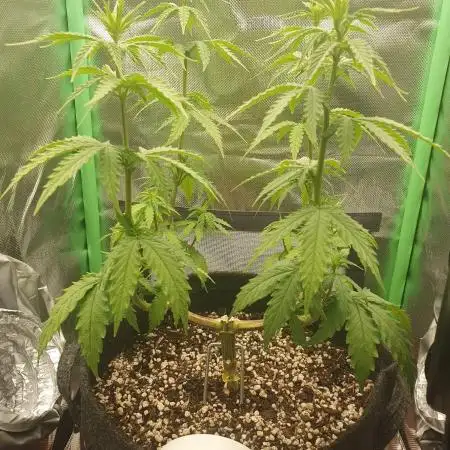 mainlining Jack Herer on 40x40cm