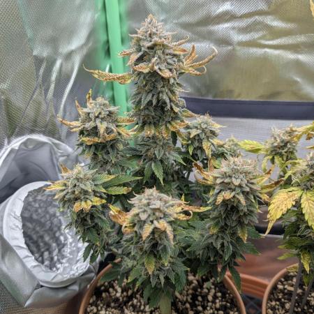 Sauvignon Blanc & Auto Skywalker Haze