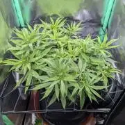 Mini-ScrOG on 40cm x 40cm (Shaman by DP)