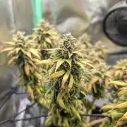 Shaman - ScrOG on 40x40cm