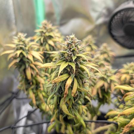 Shaman - ScrOG on 40x40cm