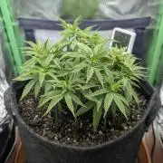 Shaman by Dutch Passion