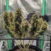 Shaman - ScrOG on 40x40cm