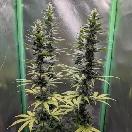 mainlining Jack Herer on 40x40cm