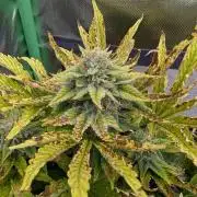 Sauvignon Blanc & Auto Skywalker Haze