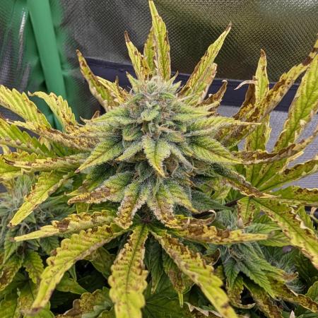 Sauvignon Blanc & Auto Skywalker Haze