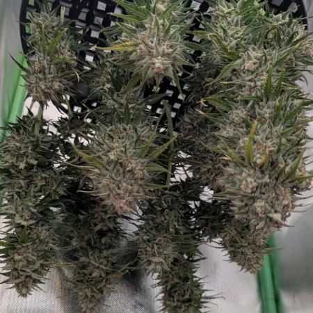 Gnomo Auto - FIMing an autoflower