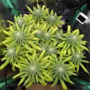 Shaman - ScrOG on 40x40cm