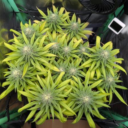 Shaman - ScrOG on 40x40cm