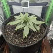 Shaman by Dutch Passion