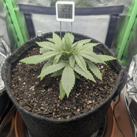 Shaman by Dutch Passion