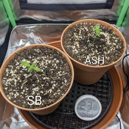 Sauvignon Blanc & Auto Skywalker Haze