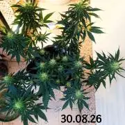 HONEY Cream, RQS