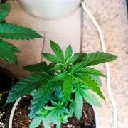 Bay Burger Early Version. Grow contest.