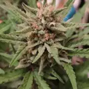Z-up - Fastbuds