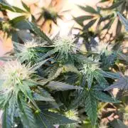 HONEY Cream, RQS