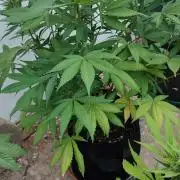 Watermelon - Royal Queen Seeds