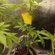 Dark Lemonade Auto, Delicious Seeds