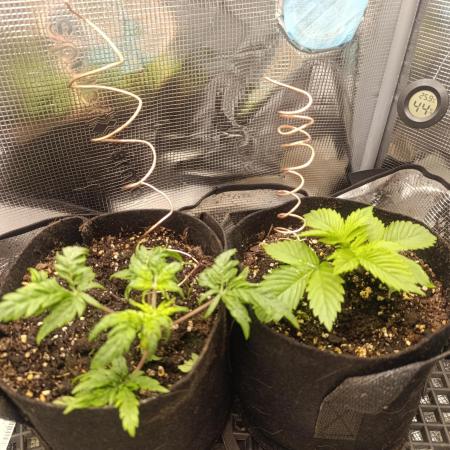 Frosty Auto Freak, Khalifa Genetics