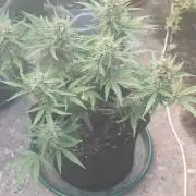 Z-up - Fastbuds