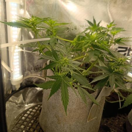 HONEY Cream, RQS