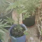 Frosty Auto Freak, Khalifa Genetics