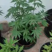 Watermelon - Royal Queen Seeds