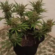 Z-up - Fastbuds