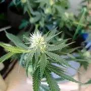 HONEY Cream, RQS