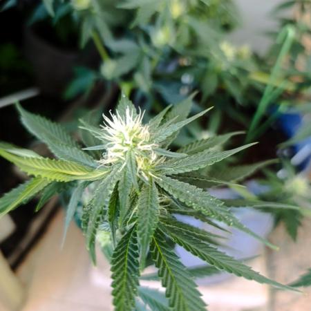 HONEY Cream, RQS