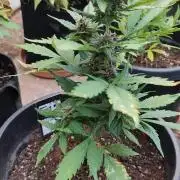 Purple Lemonade and Banana Purple punch
