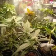 Bay Burger Early Version. Grow contest.