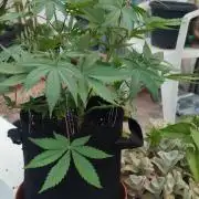 Watermelon - Royal Queen Seeds
