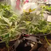 Bay Burger Early Version. Grow contest.