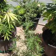 Frosty Auto Freak, Khalifa Genetics