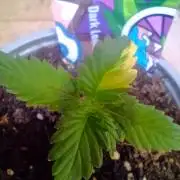 Dark Lemonade Auto, Delicious Seeds