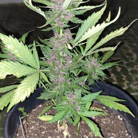 Purple Lemonade and Banana Purple punch